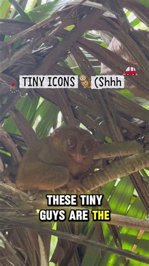 6 things to do in Bohol, Philippines #travelguide #bohol #philippines #youtubeshorts