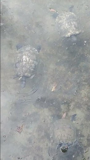 Northern Map Turtle #shorts