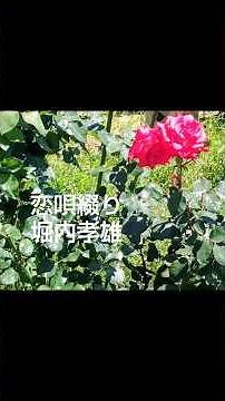 #演歌の世界⑨【恋唄綴り】#堀内孝雄