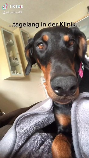 #krieger #gewitterimkopf #endlichgeschafft #lovemydog #tiktokdogs #dogsoftiktok #dog
