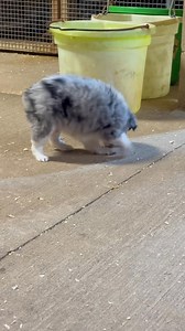 88K views · 3.2K reactions | Sooooo distracting! | Rocky Creek Farm Toy & Mini Aussies | Facebook