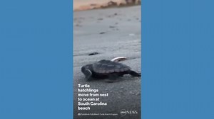 Turtle hatchlings make way to ocean in South Carolina