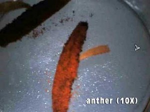 MTTM (Flower Dissection 2)