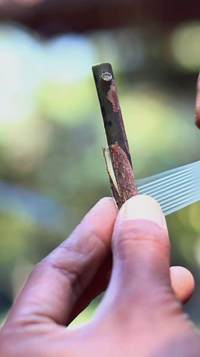 60K views · 514 reactions | #diygarden #graftingplants | GraftingPlants | Facebook