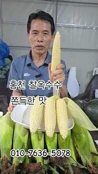 홍천 찰옥수수! 존득한 맛 최고 네이버에서 솔바위팜 검색 010-7636-5078