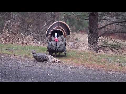 Turkeys Mating