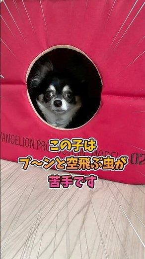 犬、逃げ帰る。 #犬との暮らし #chihuahua #dog #チワワ #可愛い #愛犬