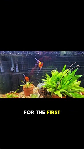 Secret Fish Reveal: Red Devil Koi Angelfish! 🐠🔥 #Shorts