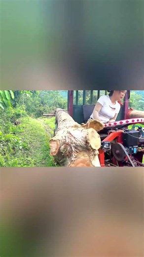 Brave Farm Driver Carries Huge Tree Logs on Risky Village Roads