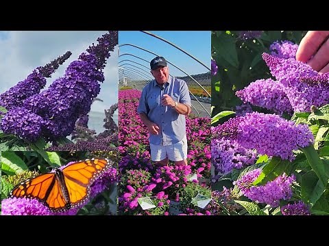 3 Exciting Butterfly Bushes - Our BEST Buddleia Pugster® Varieties - Breakthroughs In Breeding 👏✔️👍🦋
