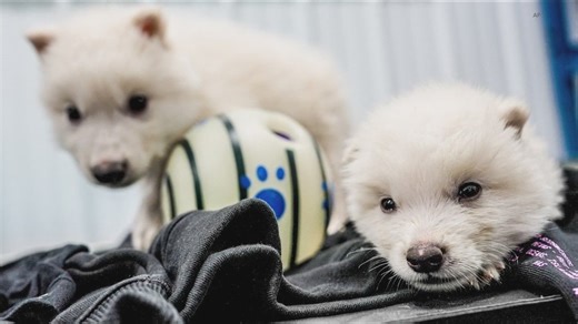 Dallas biotech company acquires Cedar Park-based luxury animal cloning business