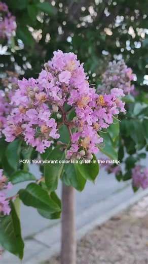 Muskogee Crape Myrtle (Lagerstroemia 'Muskogee')
