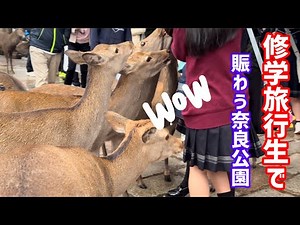 外国人観光客と修学旅行生で賑わう奈良公園🫎