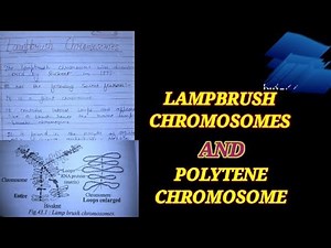 SPECIAL TYPE OF CHROMOSOME LAMPBRUSH CHROMOSOMES AND POLYTENE CHROMOSOMES #lampbrushchromosome