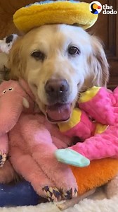 1.2M views · 10K reactions | Golden retriever missing her puppies gets her very first toy — and insists on carrying it everywhere like it's her baby ❤️ | The Dodo | Facebook