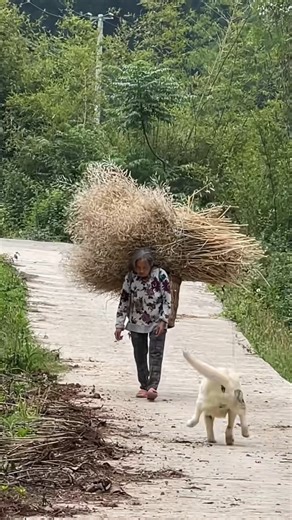 An affectionate dog | Chrome Colombia