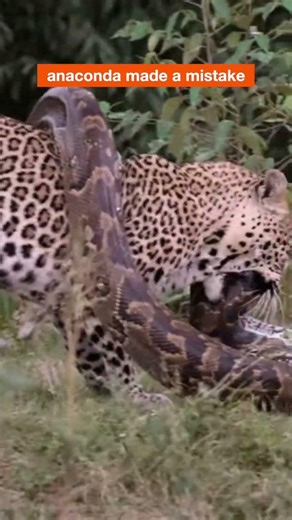 The Jaguar vs Green Anaconda #wildlife