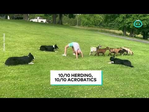 3 Dog Goat Herding Trick || ViralHog
