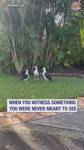 105K views · 541 reactions | Albatross courtship dance caught on camera | Bright Side | Facebook