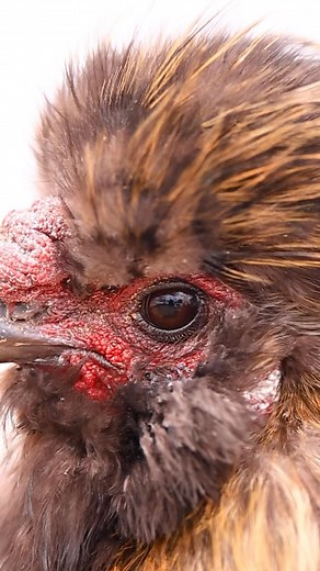 16 reactions | Have you ever seen a chicken’s third eyelid? It is called the nictitating membrane and it helps chickens keep their eyes clean and it also protects them 邏 #chickens #nictitatingmembrane #chickenfacts #silkie #silkierooster | Pocket Macro | Facebook
