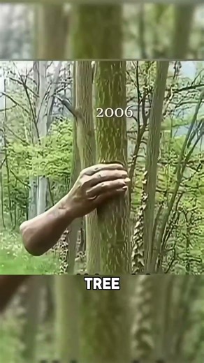 The Tree That Swallowed a Hand