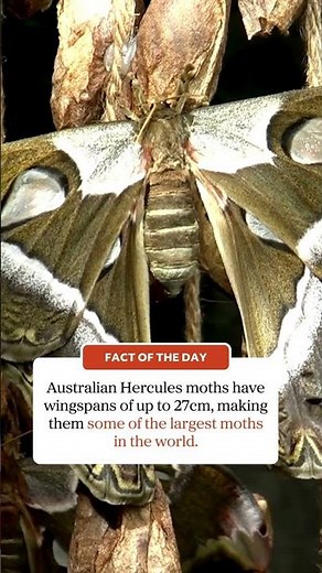 Giant Aussie moths are amongst some of the largest in the world.
