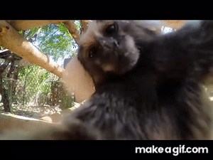 Monkey kissing camera on Make a GIF