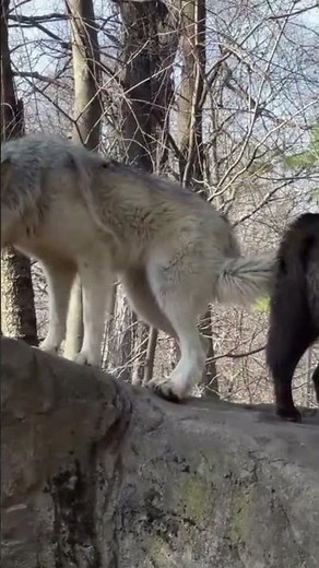 Two Wolves Howling Together! #wolf #nature