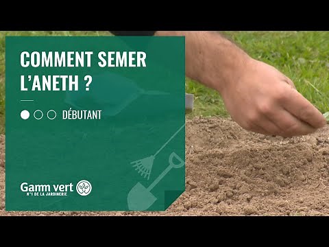Tuto - Comment semer l'aneth ?