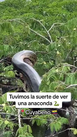 El Cuyabeno es el lugar mas increible que pueden visitar en Ecuador 🇪🇨 Proximamebte les subo el video de presupuestos y actividades. #amazoniaecuatoriana #ecuador🇪🇨 #cuyabenotravel #cuyabeno #amazonec #ecuadortravel #viral #fyp #parati #ecuadorlomejor