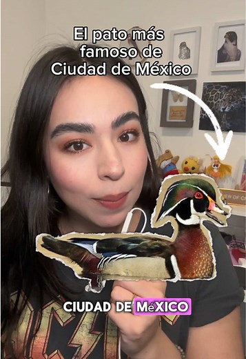 Descubre el Pato Arcoíris en la Ciudad de México