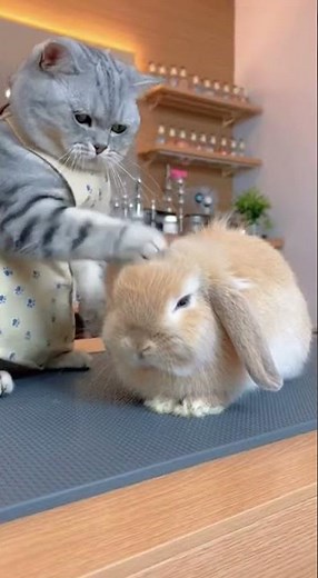 Adorable Cat Stylist Cares for a Fluffy Rabbit 🐾 #cuteanimals #catgroomer #petcare #viral #omg