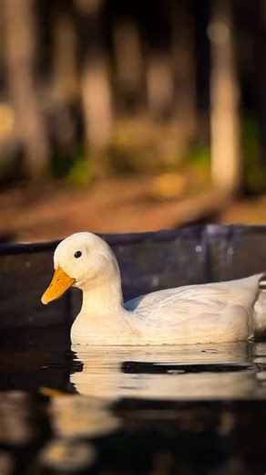 Call Ducks might be small, but they definitely don’t act like it 🦆💛 Call Ducks are one of our favorite breeds — and it’s easy to see why. These tiny ducks are known for their adorable round shape, friendly personalities, and iconic call (yes… they’re chatty!). If you’re looking for a breed that’s most likely to want to be held and interact with you, this is it. They’re a great fit for backyard flocks, breeding projects, or anyone who loves a duck with a little extra character. 🎁 Available now