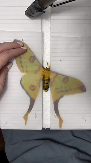 *all specimens are dead before pinning, and no i dont kill them* A beautiful female of Argema Mittrei! These beautiful big moths doesn’t have a mouth, so they live under a week when they hatch from their pupae! #papilio #papilionidae #graphiumart #entomology #lepidoptera #taxidermy #mariposa #pinning #moths #unpinning #lepidopterology #fyp #art #work #foryou #butterflies #butterfly #schmetterling #pinning #pinningbutterflies #explore #moth #morpho #moth #moths