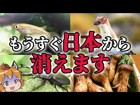 【絶滅間近】もうすぐ消える…実は絶滅危惧種の日本の生き物7選