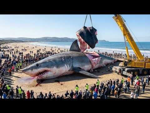 The Harsh Reality of Bering Sea Fishing: Catching & Processing Giant Sharks