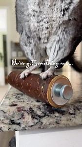 20K views · 485 reactions | Welcome to The Big Apple 蝹  . . . #chinchilla #littlepals #littlepalskingdom #smallpets #newyork #thebigapple #pets #exoticpets | Chinpals | Facebook