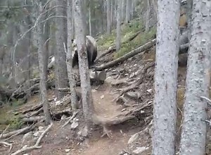 „Eine Handvoll Wanderer treffen in einem Wald in Kanada auf einen Grizzlybären und filmen das Geschehen“