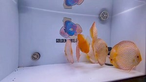 Big and beautiful golden carnation and snow leopard🔥🔥🔥 Goldenstatediscus.com Or Text/call Lynda @ 916-257-5334 #discusmania #aquadesign #discusworld #discusaddict #aquariumdesign #discusbaz #discusworld #discusaddict #discusmurah #discussfish #discusbreeding #discuslovers #discusfishtank #discusfish #discusbreeder #discusfishtanks #discusfishbreeders #discusfishkeepers #discusofinstagram | Golden State Discus