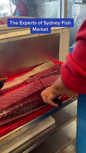 Sydney Fish Market on TikTok