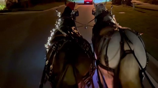 Lonnie and Axl strutting their stuff! 🎄 | Classic Reflections Carriages
