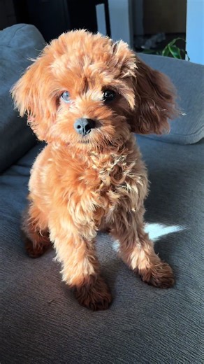 From our pup at 8 weeks —> almost 6 months 🥹❤️ #petsoftiktok #puppylover #emotional #cavapoopuppy #dogsoftiktok