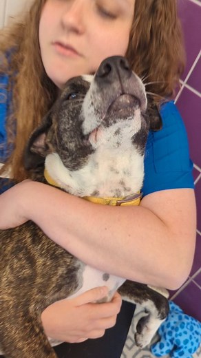 7.2K views · 4.6K reactions |  #marl #animalshelter | Michigan Animal Rescue League | Facebook