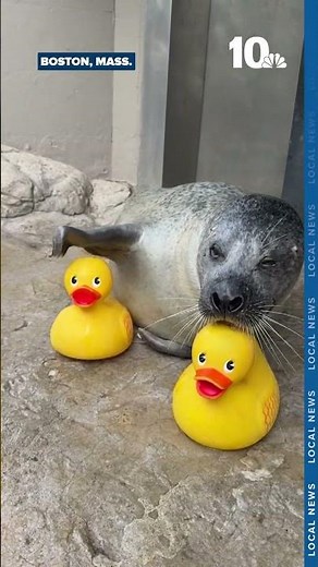 Harbor seal friends with rubber duckies