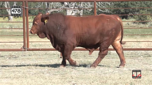 The added yearling bull videos and information are available on our website. We look forward to seeing everyone this weekend! https://beefmasterbullsale.com/texas-sale/ | Beefmaster Bull Sale