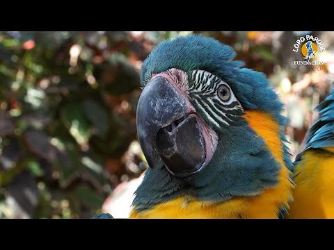 Conservation of the Blue-throated macaw | Loro Parque Fundación