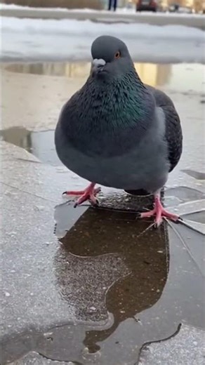 Голубь на льду