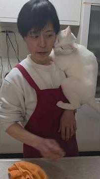 今のシロ。 #猫 #猫のいる暮らし #保護猫