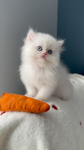 Tom is one of the most beautiful dolls I have. I love you, every moment I spend with you is so precious and special. I love you ♥️💐 “British longhair ay1233 “ If you liked the video, I would be very happy if you support it by sharing it in your stories. Don’t forget to tag me.♥️🙏 . #cat #catsofinstagram #catfood #cathealth #explore #instagood #instadaily #caglarhousecattery | Caglar House Cattery Alp