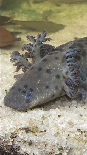 This salamander looks like a snake with feathers